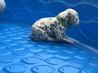 Obi-Wan Kenobi, a male Dalmatian for sale in Concord, NC – 5 of 6