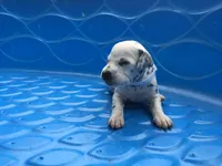 Padmé Amidala, a female Dalmatian for sale in Concord, NC – 5 of 6