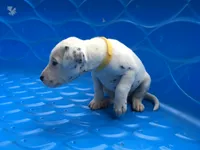 Bonnie, a female Dalmatian for sale in Concord, NC – 2 of 6