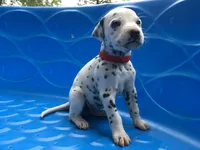 Jessie, a female Dalmatian for sale in Concord, NC – 6 of 6