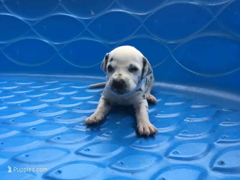 Padmé Amidala – Dalmatian puppy for sale in Concord, NC