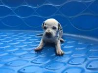 Padmé Amidala, a female Dalmatian for sale in Concord, NC – 1 of 6