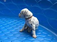 Woody, a male Dalmatian for sale in Concord, NC – 5 of 6