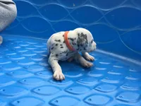 Luke Skywalker, a male Dalmatian for sale in Concord, NC – 4 of 6