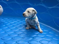 Duke Caboom, a male Dalmatian for sale in Concord, NC – 2 of 6