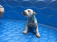 Darth Vader, a male Dalmatian for sale in Concord, NC – 2 of 6