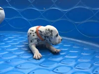 Luke Skywalker, a male Dalmatian for sale in Concord, NC – 6 of 6