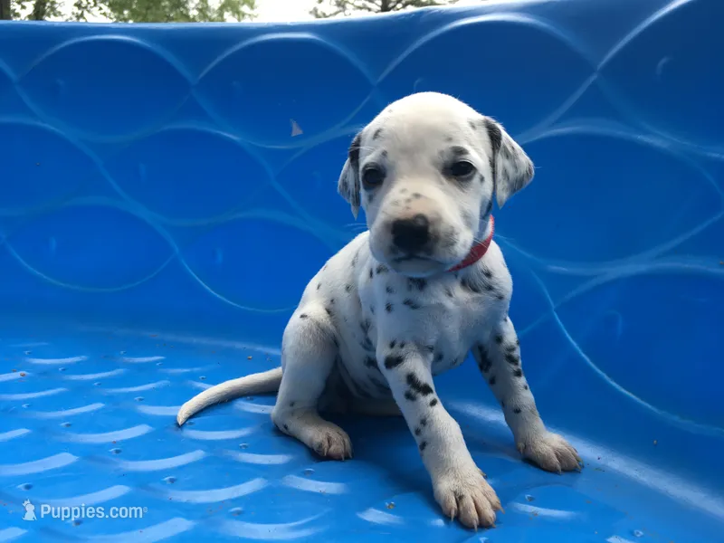 Jessie – Dalmatian puppy for sale in Concord, NC
