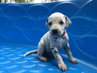 Jessie, a female Dalmatian for sale in Concord, NC – 1 of 6