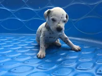 Anakin Skywalker, a male Dalmatian for sale in Concord, NC – 4 of 6