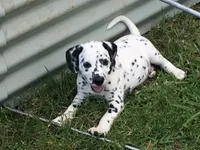 Anakin Skywalker, a male Dalmatian for sale in Concord, NC – 3 of 9