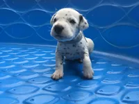 Anakin Skywalker, a male Dalmatian for sale in Concord, NC – 2 of 6