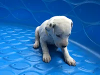 Bonnie, a female Dalmatian for sale in Concord, NC – 6 of 6