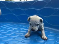 Anakin Skywalker, a male Dalmatian for sale in Concord, NC – 6 of 6