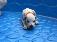 Luke Skywalker, a male Dalmatian for sale in Concord, NC – 5 of 6