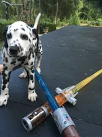 Luke Skywalker, a male Dalmatian for sale in Concord, NC – 3 of 10