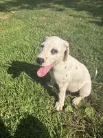 Buzz Lightyear, a male Dalmatian for sale in Concord, NC – 1 of 10