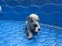 Padmé Amidala, a female Dalmatian for sale in Concord, NC – 2 of 6