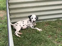 Luke Skywalker, a male Dalmatian for sale in Concord, NC – 2 of 10
