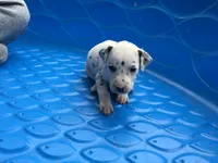 Bullseye, a male Dalmatian for sale in Concord, NC – 3 of 6