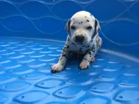 Obi-Wan Kenobi, a male Dalmatian for sale in Concord, NC – 3 of 6