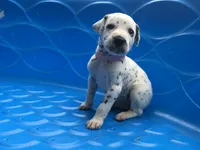 Bo Peep, a female Dalmatian for sale in Concord, NC – 2 of 6