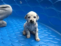 Woody, a male Dalmatian for sale in Concord, NC – 2 of 6