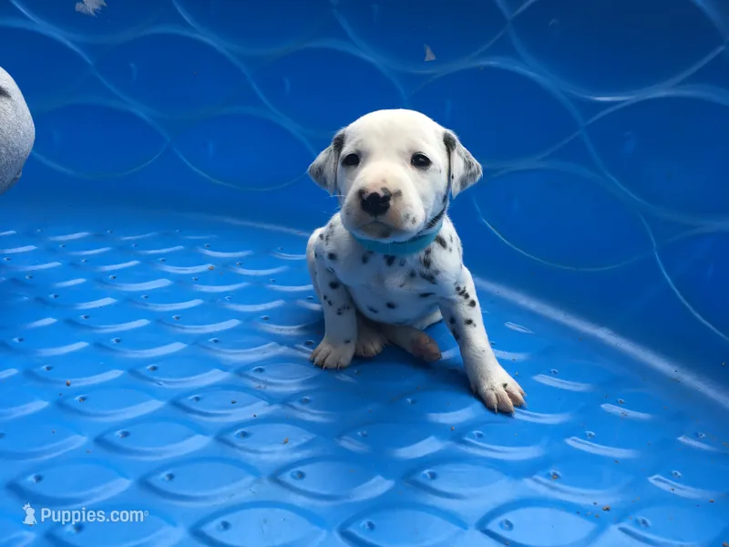 Duke Caboom – Dalmatian puppy for sale in Concord, NC