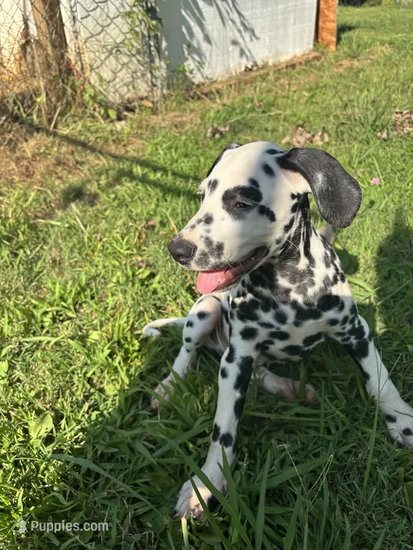 Darth Vader – Dalmatian puppy for sale in Concord, NC