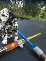 Obi-Wan Kenobi, a male Dalmatian for sale in Concord, NC – 4 of 10