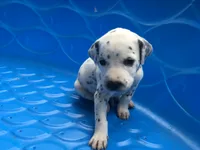 Bo Peep, a female Dalmatian for sale in Concord, NC – 4 of 6