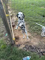 Duke, a male Dalmatian for sale in Concord, NC – 2 of 3