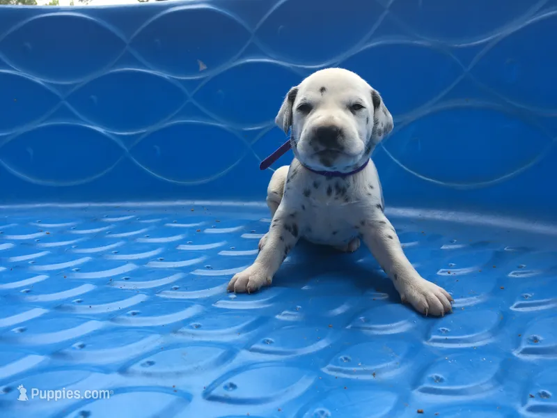 Princess Leia – Dalmatian puppy for sale in Concord, NC
