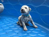Darth Vader, a male Dalmatian for sale in Concord, NC – 3 of 6
