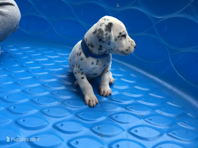 Bullseye – Dalmatian puppy for sale in Concord, NC