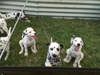 BONNIE BO PEEP, a female Dalmatian for sale in Concord, NC – 4 of 10