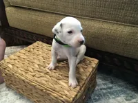 Buzz Lightyear, a male Dalmatian for sale in Concord, NC – 3 of 6