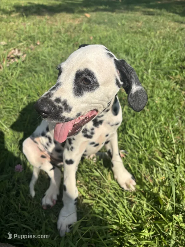 Luke Skywalker – Dalmatian puppy for sale in Concord, NC