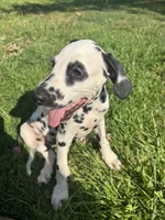 Luke Skywalker, a male Dalmatian for sale in Concord, NC – 1 of 10