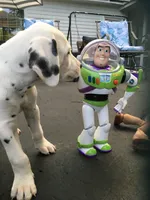 Buzz Lightyear, a male Dalmatian for sale in Concord, NC – 4 of 10