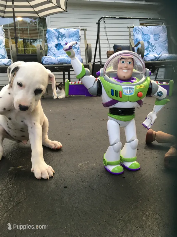 Buzz Lightyear – Dalmatian puppy for sale in Concord, NC