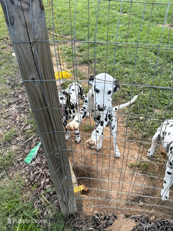 Duke – Dalmatian puppy for sale in Concord, NC