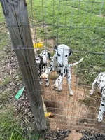 Duke, a male Dalmatian for sale in Concord, NC – 1 of 3