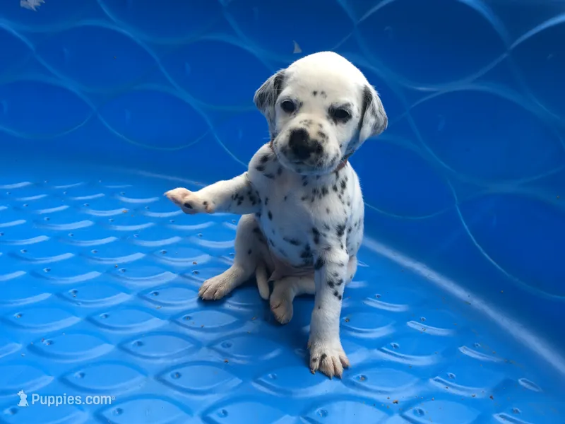 Woody – Dalmatian puppy for sale in Concord, NC