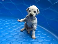 Woody, a male Dalmatian for sale in Concord, NC – 1 of 6