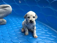 Woody, a male Dalmatian for sale in Concord, NC – 3 of 6