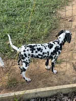 OBI, a male Dalmatian for sale in Concord, NC – 3 of 3