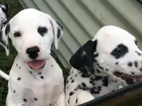 Buzz Lightyear, a male Dalmatian for sale in Concord, NC – 2 of 10
