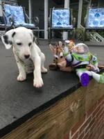 BONNIE BO PEEP, a female Dalmatian for sale in Concord, NC – 2 of 10
