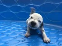 Anakin Skywalker, a male Dalmatian for sale in Concord, NC – 5 of 6